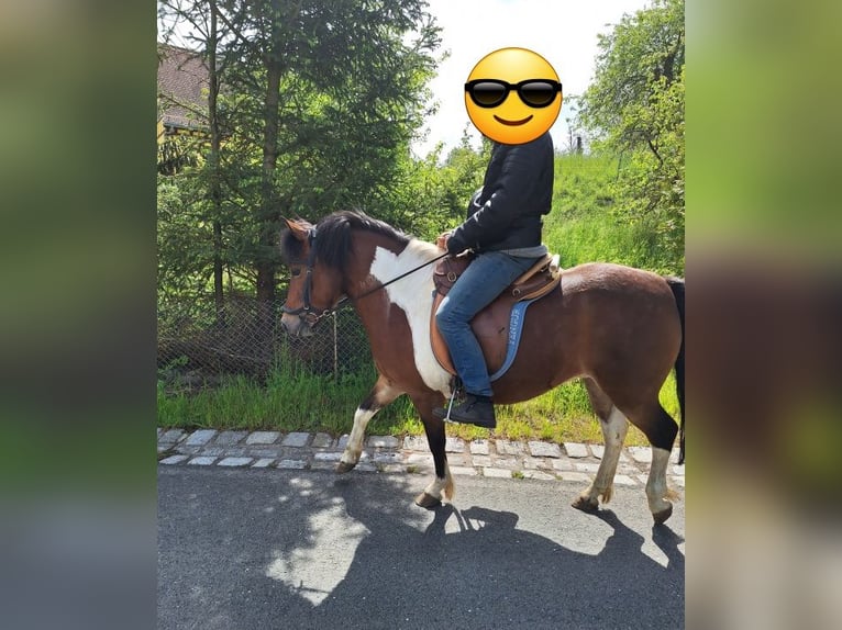 Inne kuce/małe konie Klacz 10 lat 128 cm Srokata in Ketzerbachtal
