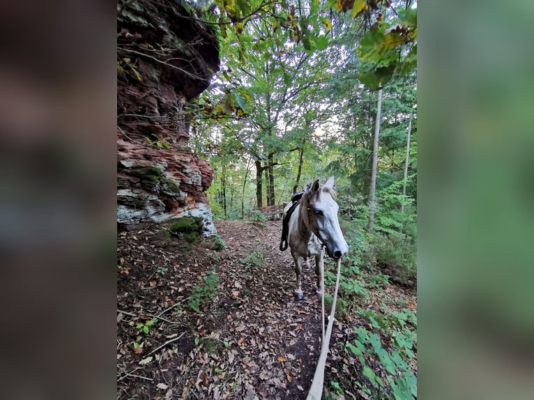 Inne kuce/małe konie Mix Klacz 10 lat 140 cm Siwa in Silz