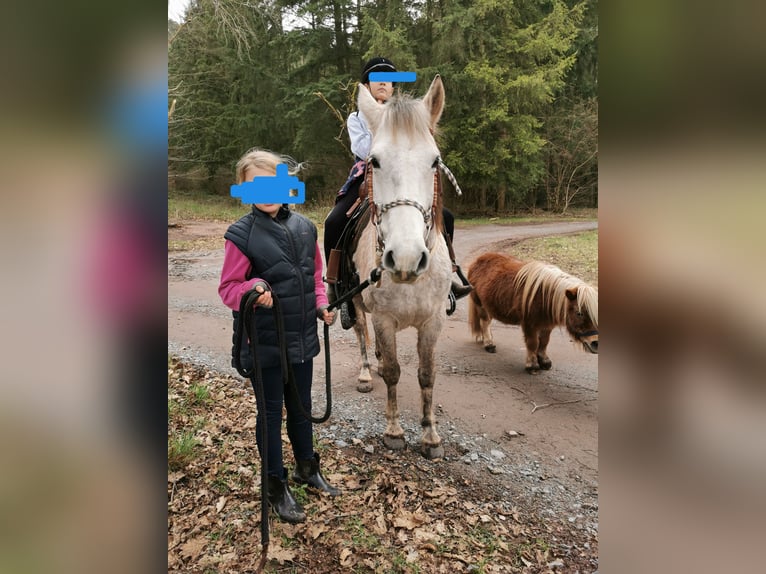 Inne kuce/małe konie Mix Klacz 10 lat 140 cm Siwa in Silz