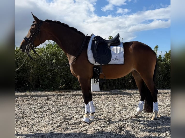 Inne kuce/małe konie Klacz 10 lat 155 cm Gniada in Oostwoud