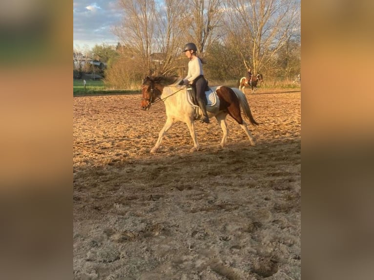 Inne kuce/małe konie Mix Klacz 11 lat 125 cm Srokata in Kretz