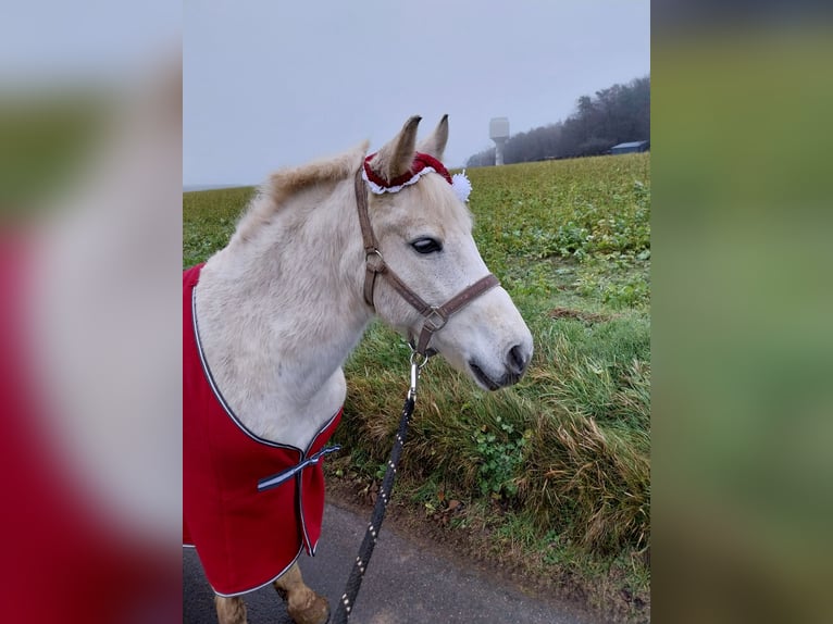Inne kuce/małe konie Mix Klacz 11 lat 137 cm Siwa in Mudau