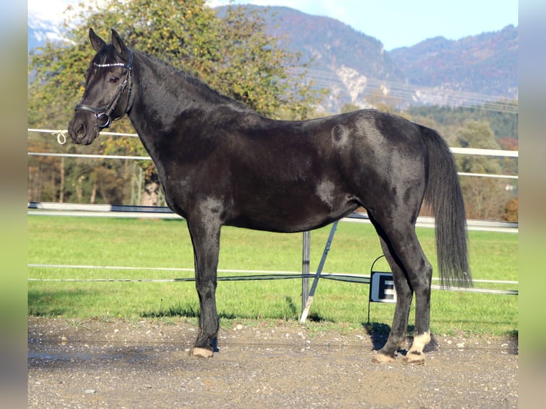 Inne kuce/małe konie Klacz 11 lat 140 cm Kara in Kirchbichl Inne kuce/małe konie Klacz 11 lat 140 cm Kara in Kirchbichl