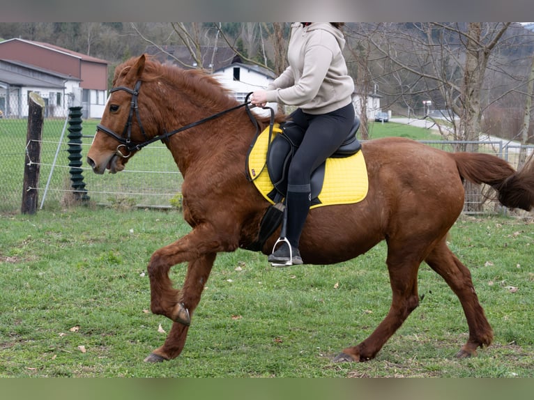 Inne kuce/małe konie Mix Klacz 11 lat 145 cm Kasztanowata in Wilhelmsburg