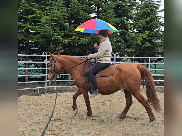 Inne kuce/małe konie Mix Klacz 11 lat 145 cm Kasztanowata in Wilhelmsburg