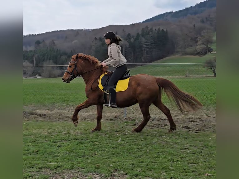 Inne kuce/małe konie Mix Klacz 11 lat 145 cm Kasztanowata in Wilhelmsburg