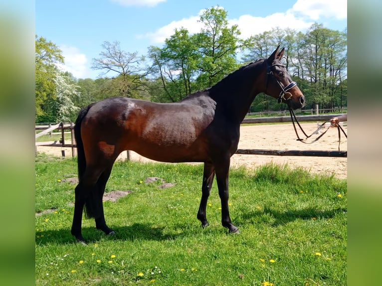 Inne kuce/małe konie Klacz 11 lat 147 cm Gniada in Wijchmaal