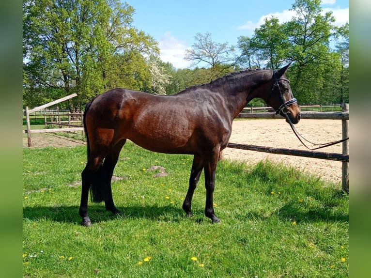 Inne kuce/małe konie Klacz 11 lat 147 cm Gniada in Wijchmaal