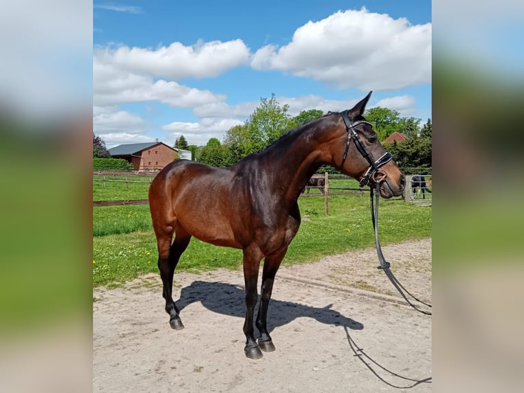 Inne kuce/małe konie Klacz 11 lat 147 cm Gniada in Wijchmaal