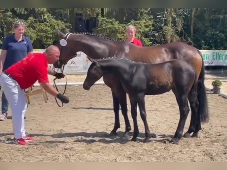 Inne kuce/małe konie Klacz 11 lat 147 cm Gniada in Wijchmaal