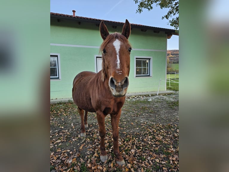 Inne kuce/małe konie Mix Klacz 11 lat 148 cm Kasztanowata in Wilhelmsburg