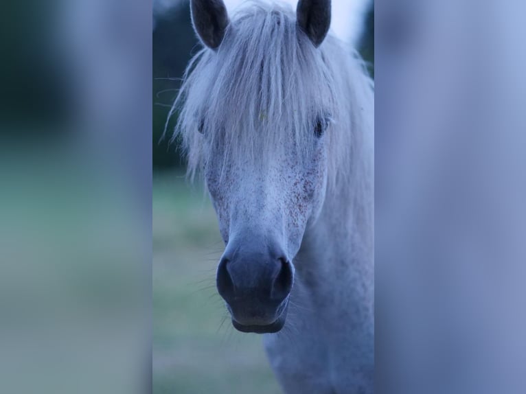 Inne kuce/małe konie Mix Klacz 12 lat 134 cm Siwa w hreczce in Wiesenburg