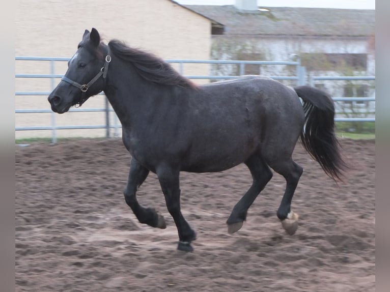 Inne kuce/małe konie Klacz 12 lat 145 cm Karosiwa in Ellersleben