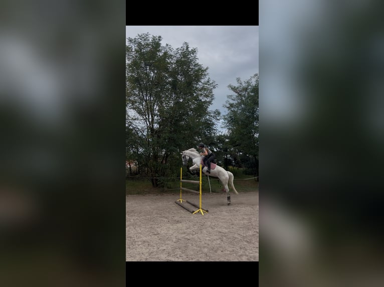 Inne kuce/małe konie Mix Klacz 12 lat 145 cm Siwa in Trzebnica