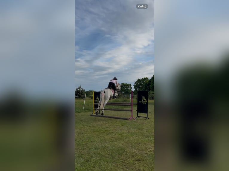 Inne kuce/małe konie Mix Klacz 12 lat 145 cm Siwa in Trzebnica