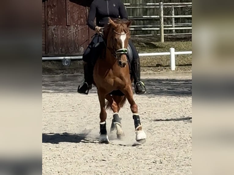 Inne kuce/małe konie Klacz 12 lat 148 cm Ciemnokasztanowata in Ahrensburg