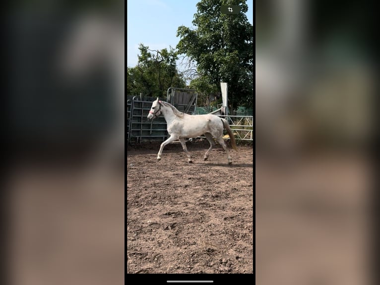 Inne kuce/małe konie Klacz 12 lat 148 cm Siwa in Mönchengladbach Inne kuce/małe konie Klacz 12 lat 148 cm Siwa in Mönchengladbach
