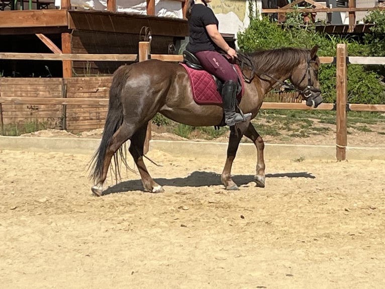 Inne kuce/małe konie Klacz 12 lat 154 cm Kasztanowata in Ursensollen
