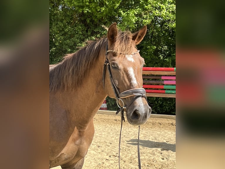 Inne kuce/małe konie Klacz 12 lat 154 cm Kasztanowata in Ursensollen
