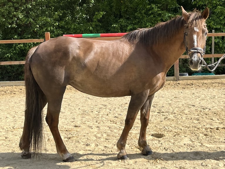 Inne kuce/małe konie Klacz 12 lat 154 cm Kasztanowata in Ursensollen