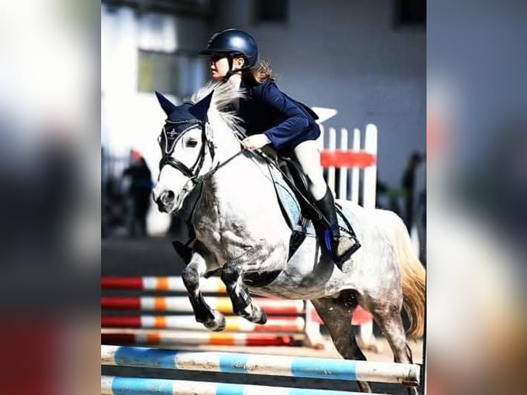 Inne kuce/małe konie Klacz 13 lat 121 cm Siwa jabłkowita in Koryta