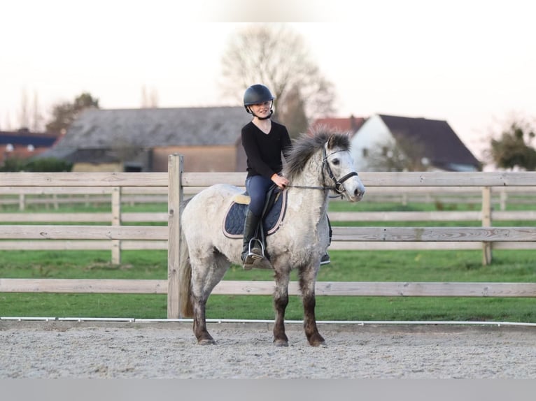 Inne kuce/małe konie Klacz 13 lat 126 cm Tarantowata in Bogaarden