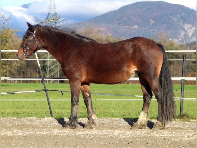 Inne kuce/małe konie Klacz 13 lat 141 cm Gniada in Kirchbichl