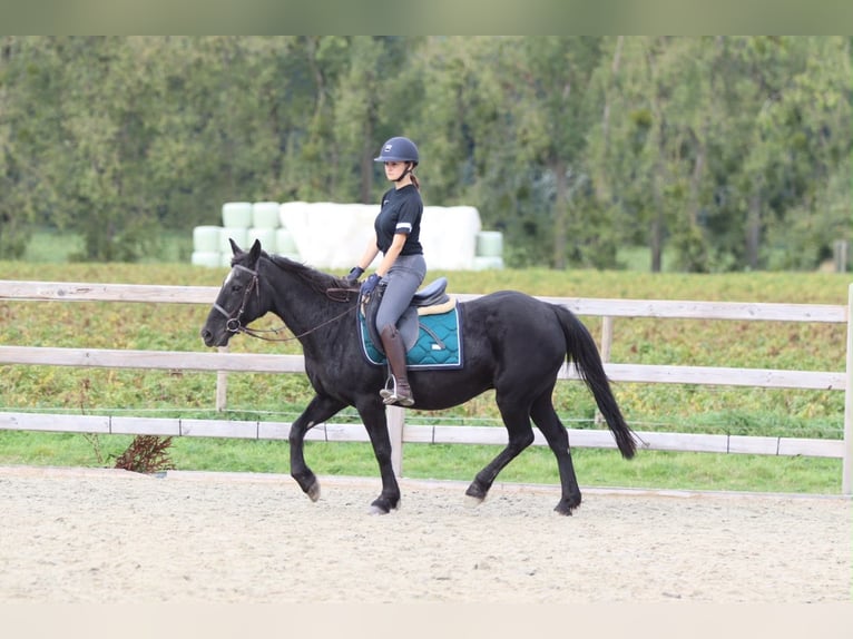 Inne kuce/małe konie Klacz 13 lat 143 cm Kara in Pepingen