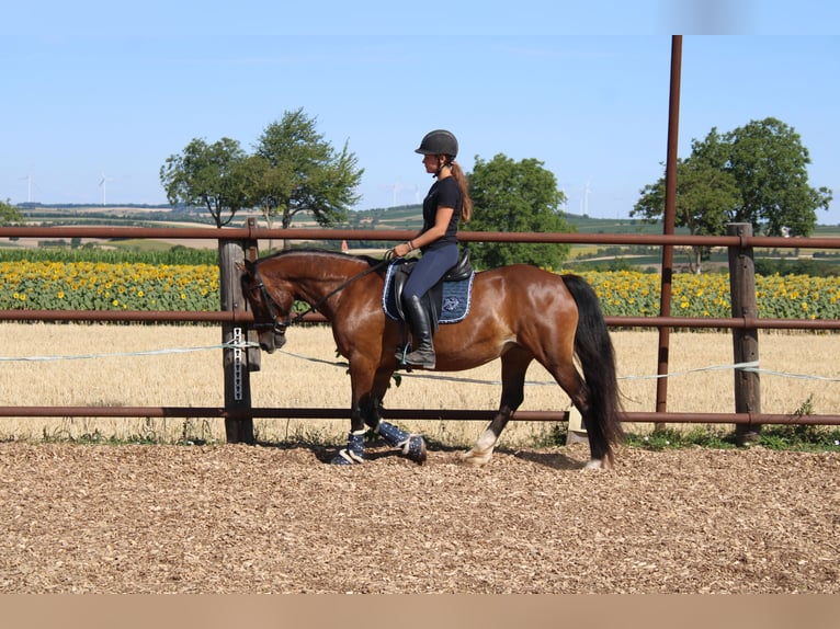 Inne kuce/małe konie Mix Klacz 13 lat 145 cm Gniada in Hohenruppersdorf