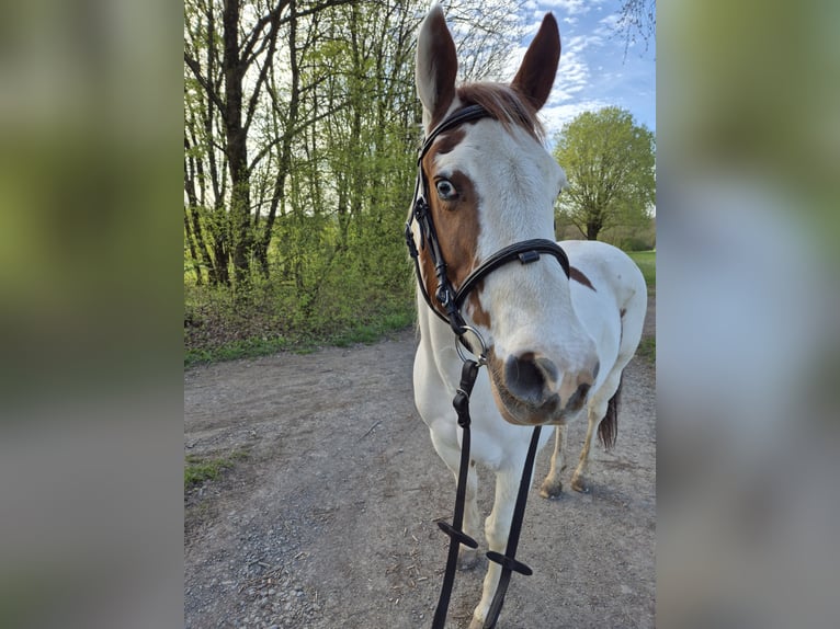 Inne kuce/małe konie Mix Klacz 13 lat 148 cm Srokata in Kürten