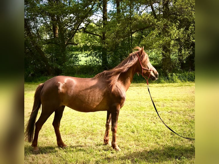 Inne kuce/małe konie Klacz 13 lat 150 cm in Pohlheim
