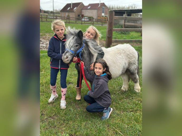 Inne kuce/małe konie Klacz 13 lat 85 cm Srokata in Bogaarden