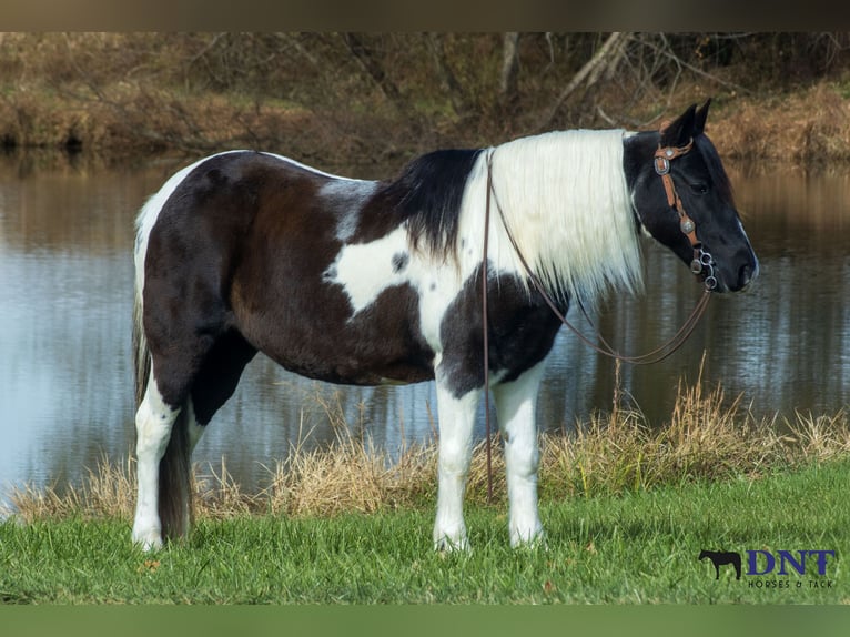 Inne kuce/małe konie Klacz 14 lat 130 cm Srokata in Henderson