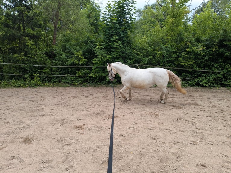 Inne kuce/małe konie Mix Klacz 14 lat 130 cm Tarantowata in Wiesloch