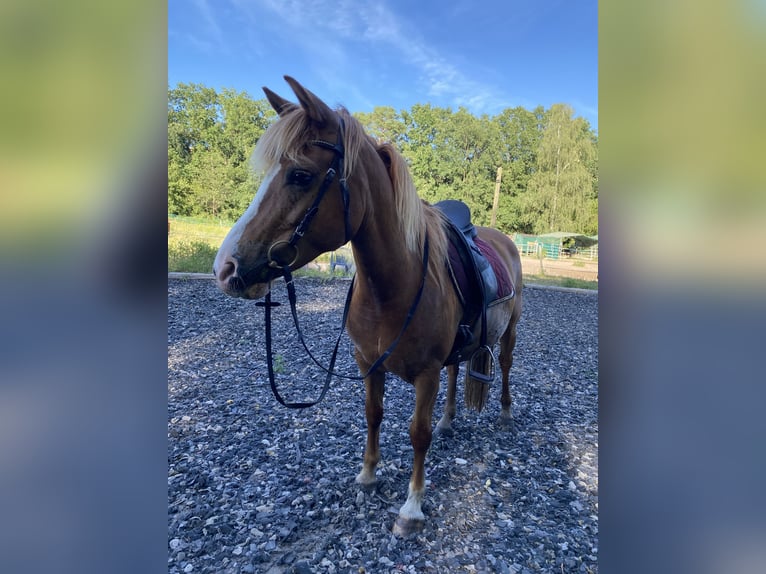 Inne kuce/małe konie Klacz 14 lat 140 cm Kasztanowata in Stahnsdorf