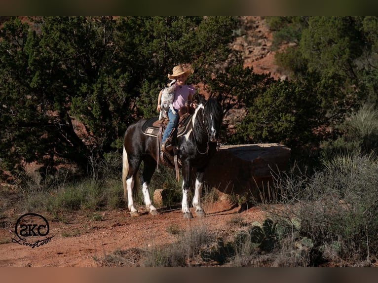Inne kuce/małe konie Klacz 14 lat 142 cm Srokata in Canyon