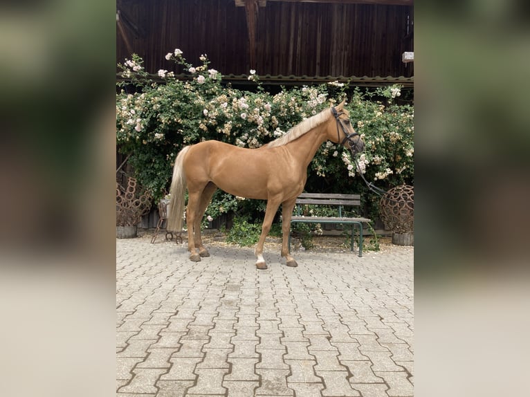 Inne kuce/małe konie Klacz 14 lat 144 cm Izabelowata in Loiching