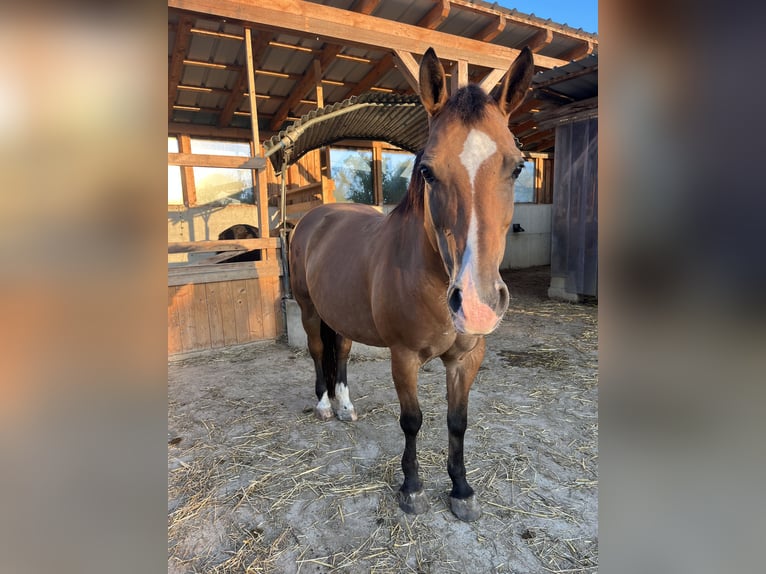 Inne kuce/małe konie Klacz 14 lat 145 cm Gniada in Garsten