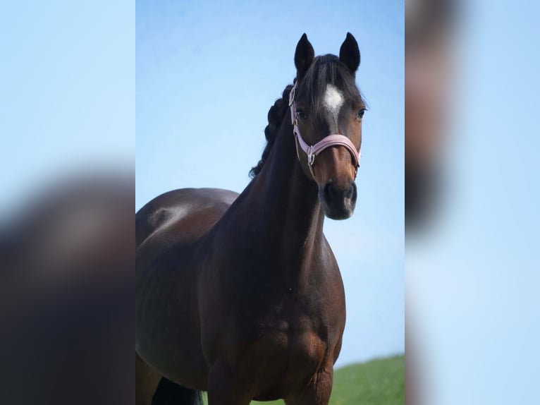 Inne kuce/małe konie Klacz 14 lat 147 cm Ciemnogniada in Nettersheim