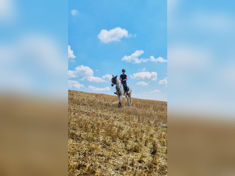 Inne kuce/małe konie Klacz 14 lat 147 cm Siwa jabłkowita in Alfeld (Leine)