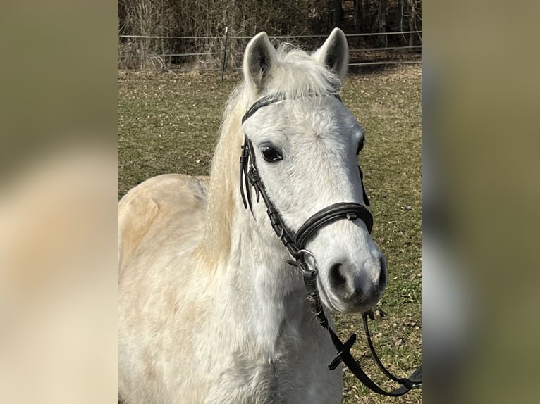 Inne kuce/małe konie Klacz 15 lat 120 cm Siwa in Ursensollen