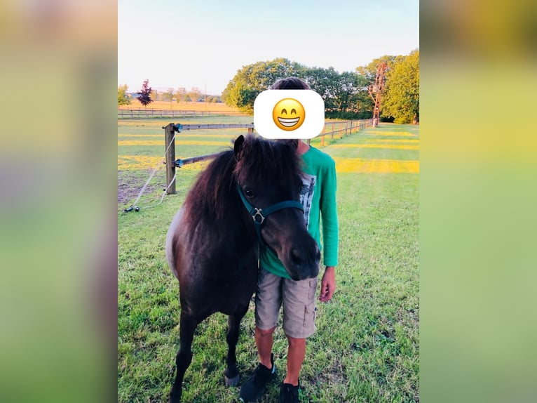 Inne kuce/małe konie Klacz 15 lat 134 cm Ciemnogniada in Etingen