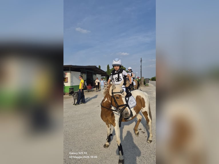 Inne kuce/małe konie Klacz 16 lat 127 cm Srokata in Villasants