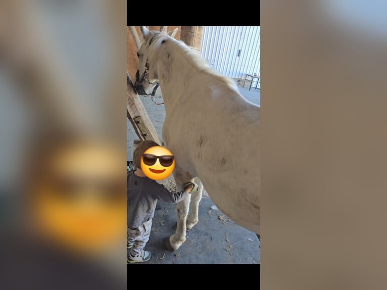 Inne kuce/małe konie Mix Klacz 16 lat 135 cm Siwa in Mirow
