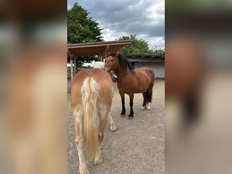 Inne kuce/małe konie Mix Klacz 16 lat 150 cm Gniada in Königsbrunn
