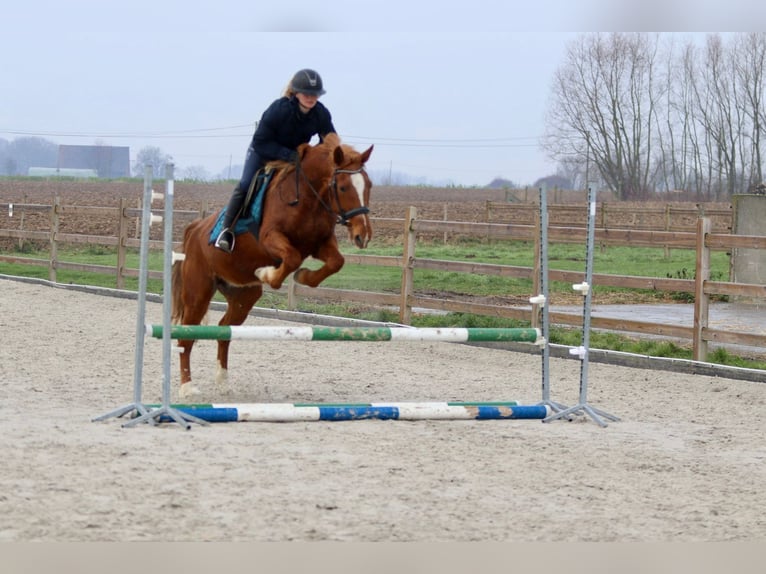 Inne kuce/małe konie Klacz 17 lat 153 cm Cisawa in Bogaarden