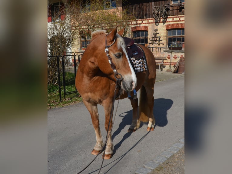 Inne kuce/małe konie Mix Klacz 18 lat 140 cm Kasztanowata in Leutkirch im Allgäu