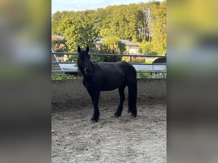 Inne kuce/małe konie Klacz 19 lat 147 cm Kara in Ennepetal