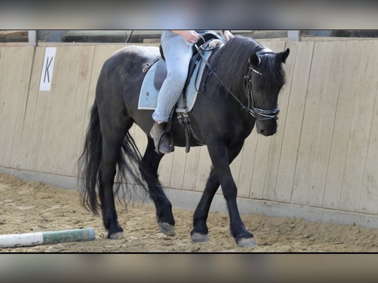 Inne kuce/małe konie Klacz 19 lat 147 cm Kara in Ennepetal