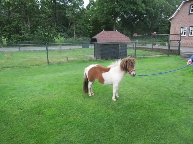 Inne kuce/małe konie Mix Klacz 1 Rok 75 cm Srokata in Neerkant